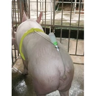 Termékenyítő nyereg