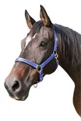 Mustang kötőfék kék/fekete 1